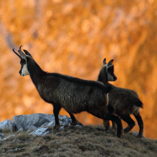 Innsbruck Alpine Zoo